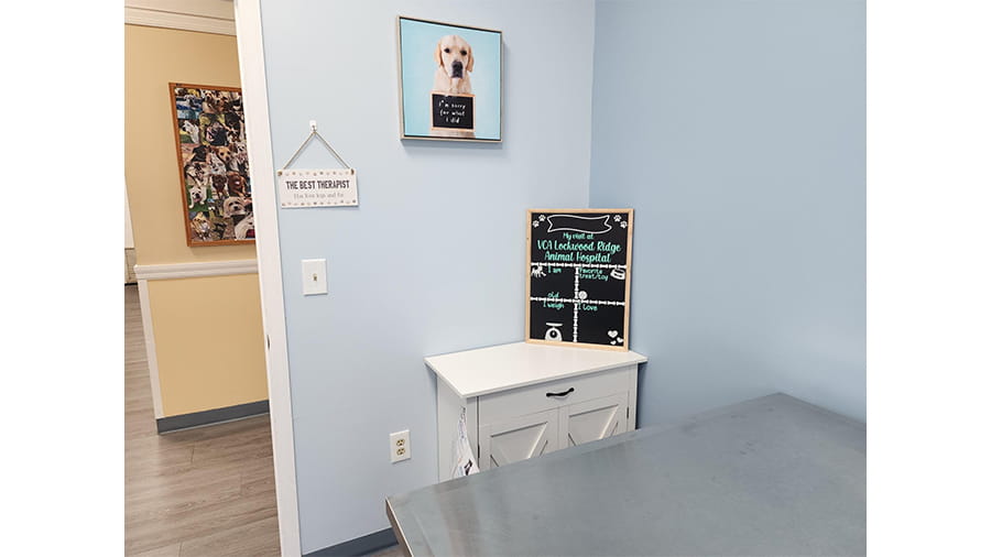 Exam Room at VCA Lockwood Ridge Animal Hospital