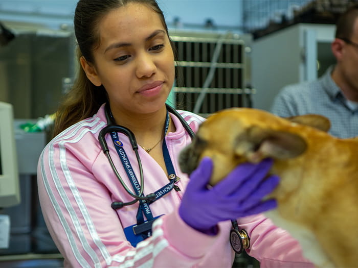 700x525 pbvs vetsupport2