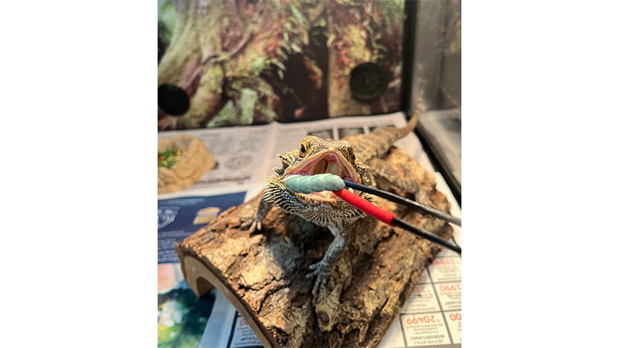 Bearded dragon at VCA South Dade Animal Hospital