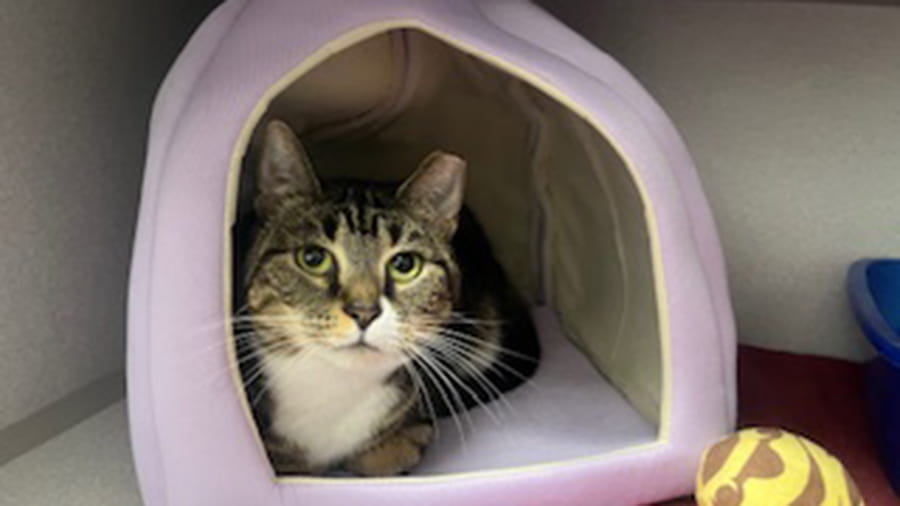 Boarded cat at VCA South Dade