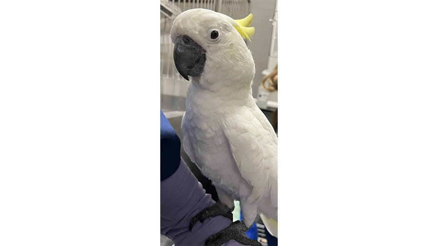 Cockatoo at VCA South Dade