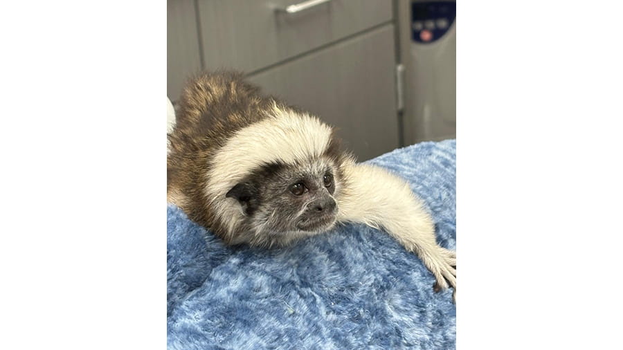 Monkey at VCA South Dade