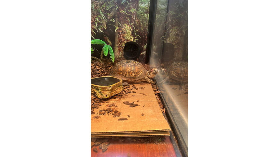 Turtle at VCA South Dade