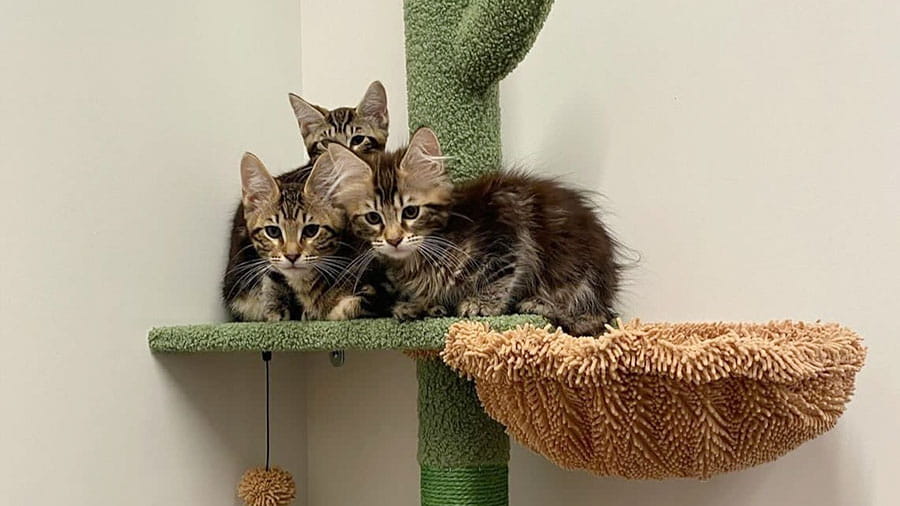 Kittens at VCA South Dade Animal Hospital