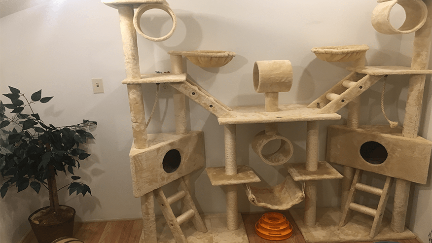 Cat Boarding