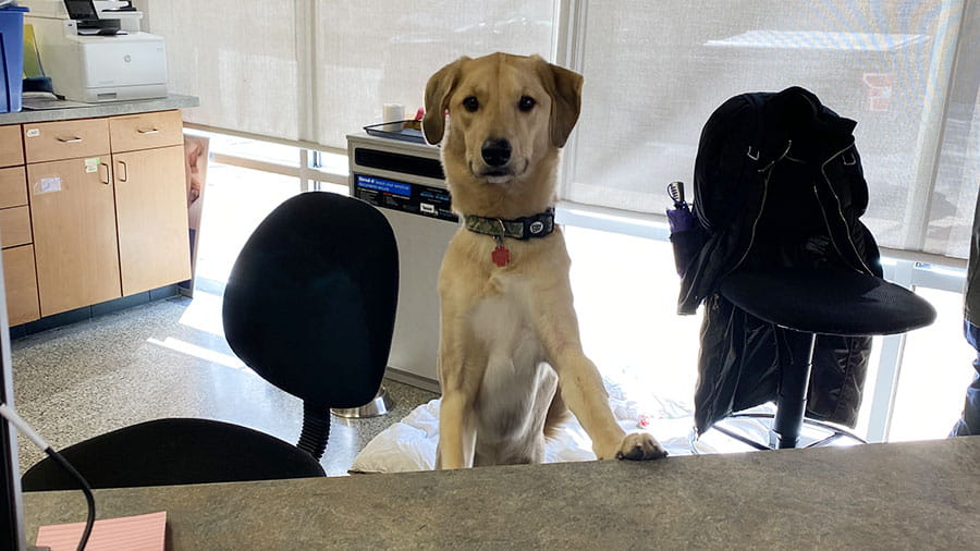 VCA Animal Care Center of Chicago dog at welcome desk