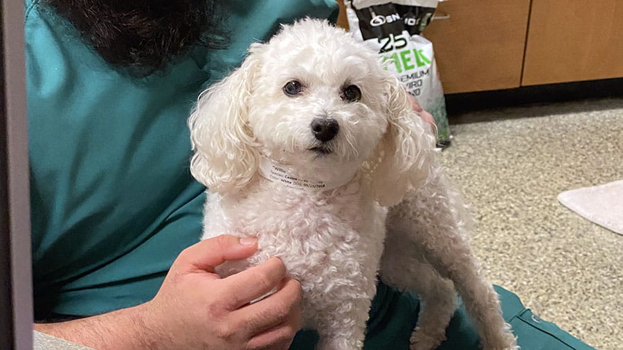 Small white dog being cared for at VCA Animal Care Center of Chicago