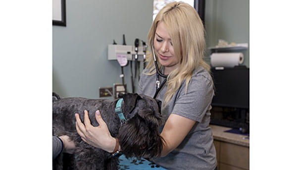 Dr. Smialek Examining Dog at VCA Cairo Animal Hospital