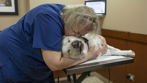 Senior Dog Getting Wellness Exam VCA Cairo Animal Hospital