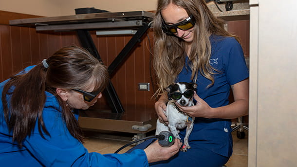 Dog receiving cold laser therapy at VCA Cairo Animal Hospital