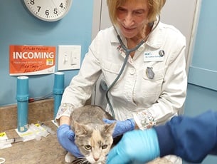 Dr. Currigan with Gracie the cat at VCA Cat Hospital of Chicago