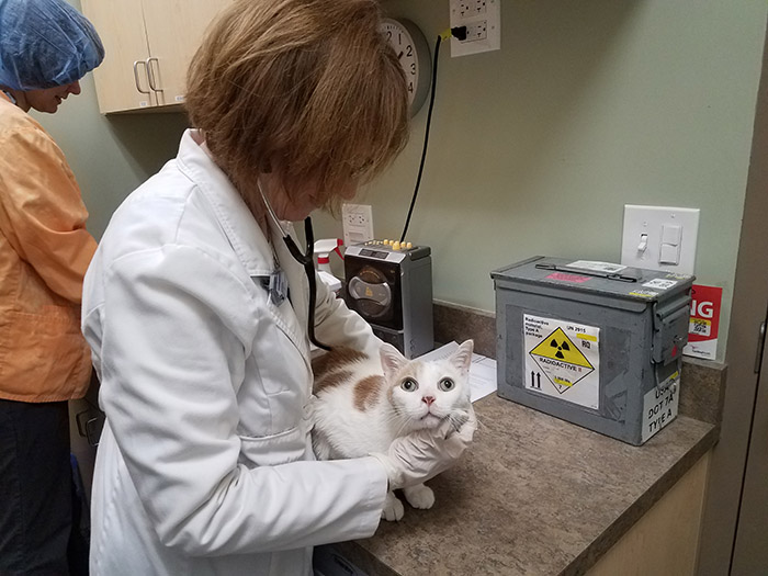 Dr. Colleen Currigan with cat during exam