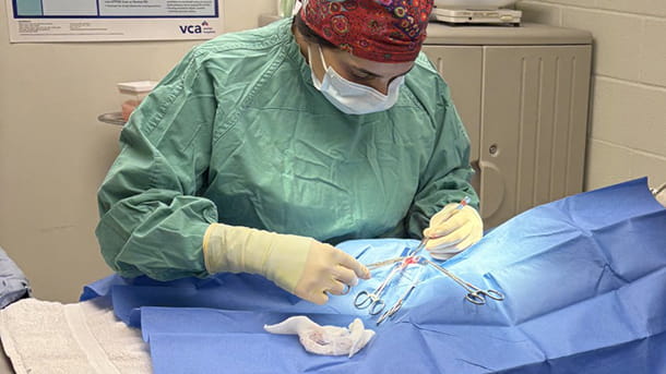 Veterinary surgeon at VCA Hawthorn Animal Hospital