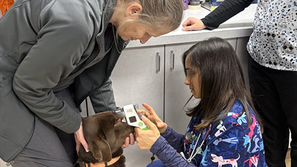 Tonopen being used on a dog at VCA Hawthorn Animal Hospital