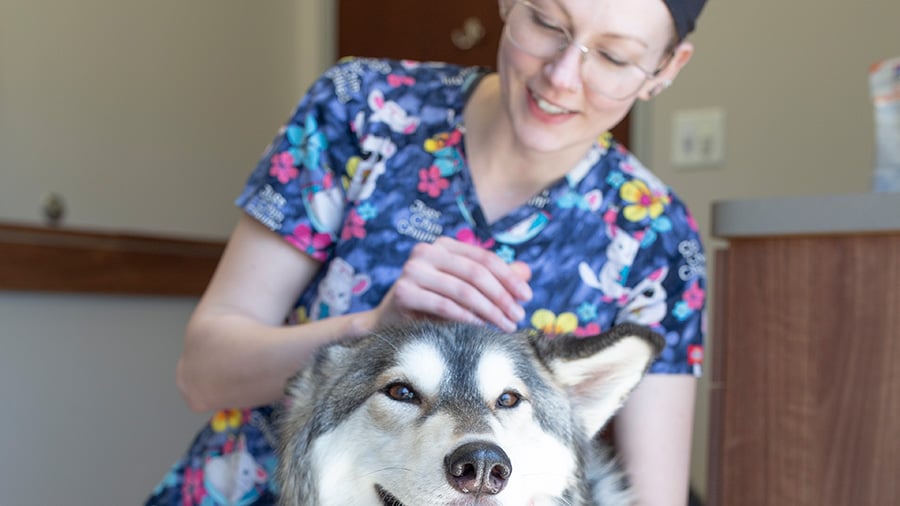 Veterinary support staff with Husky at VCA Noyes Animal Hospital