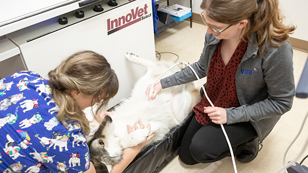 VCA Noyes veterinarian and technician performing abdominal ultrasound on dog