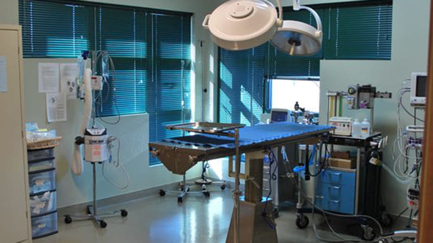 876x493 paw prints Services Surgery