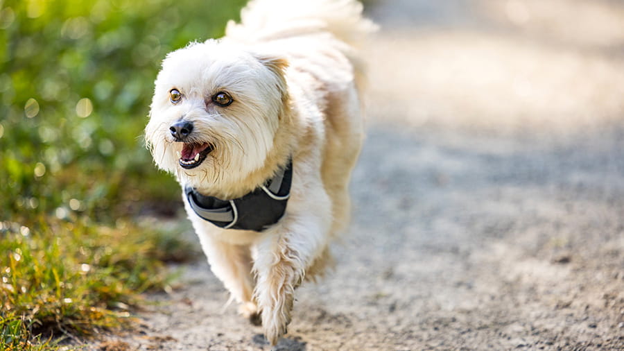 White terrier dog walking outside