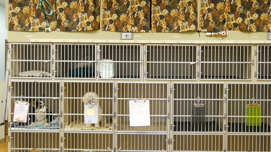 Avondale Hospitalization