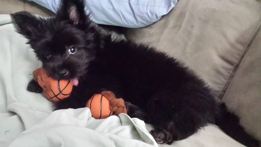 New Kitten and New Puppy Packages