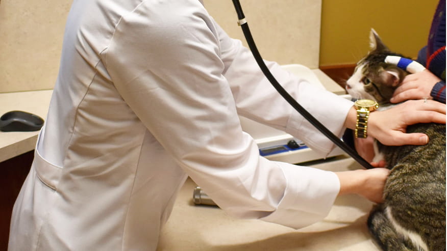 VCA Fairway Primary Care