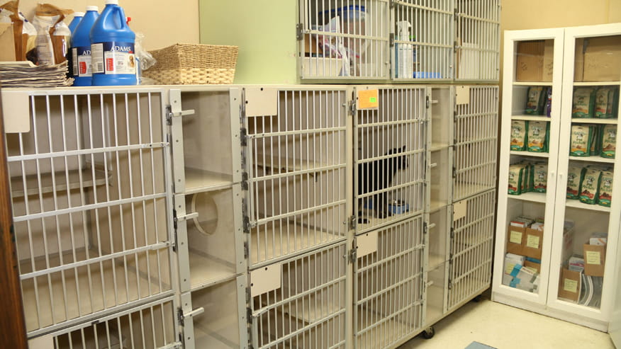 876x493 algeirs CatWard