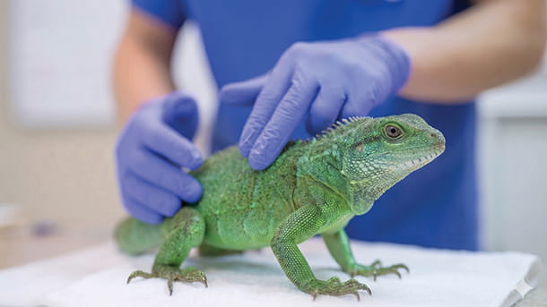 Veterinarian examining a reptile