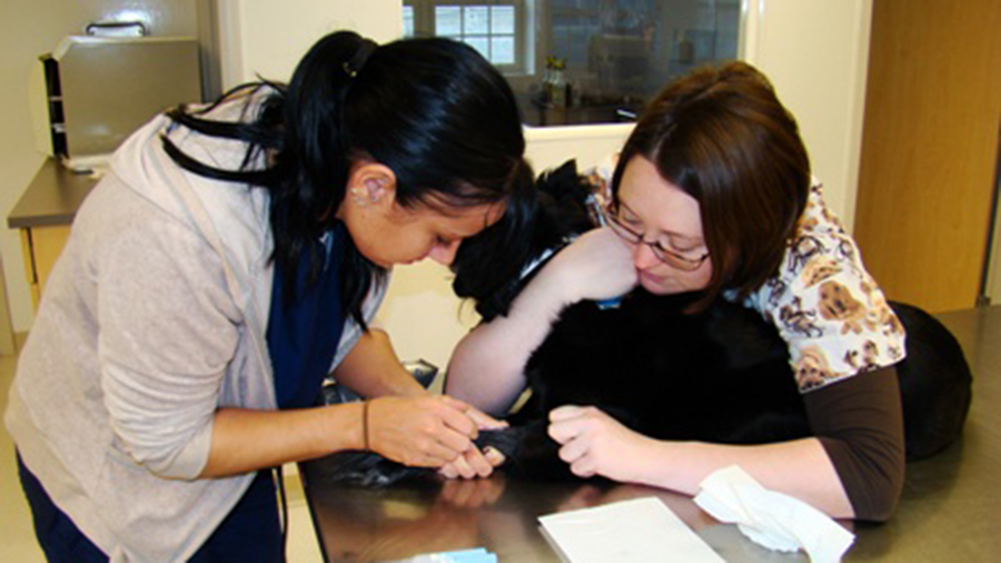 VCA Capeway veterinarian trimming a canine's nails