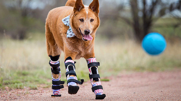 Dog with Assistive Device