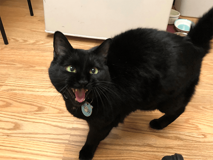 700x525 metero cat MimzyTheCat