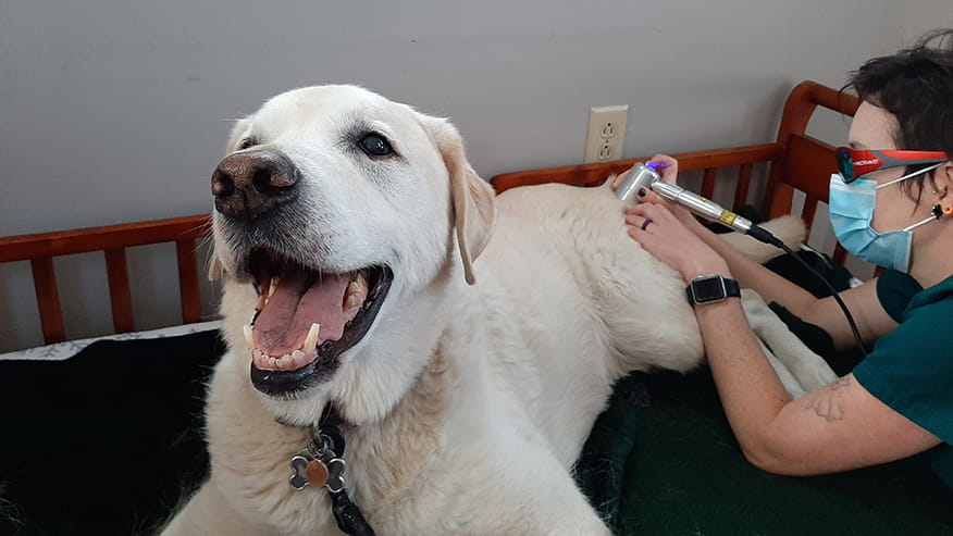 Cold Laser Therapy