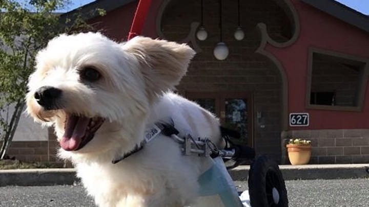 Thomas J O'Conner Community Partner