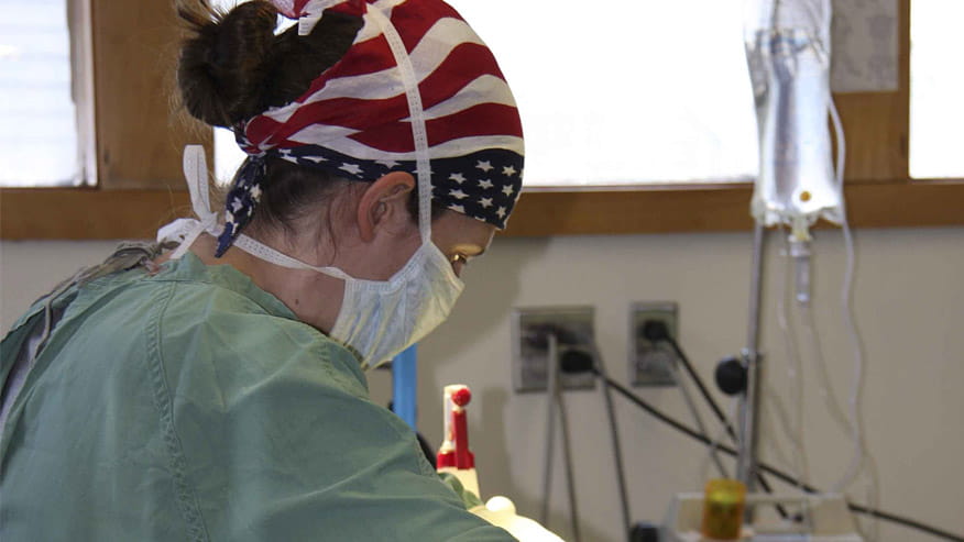 VCA Wakefield Animal Hospital Dr Simonelli