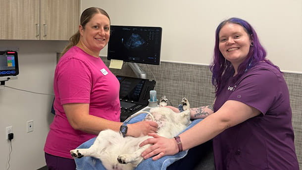 Associates performing ultrasound on dog at VCA Clinton Township Animal Hospital