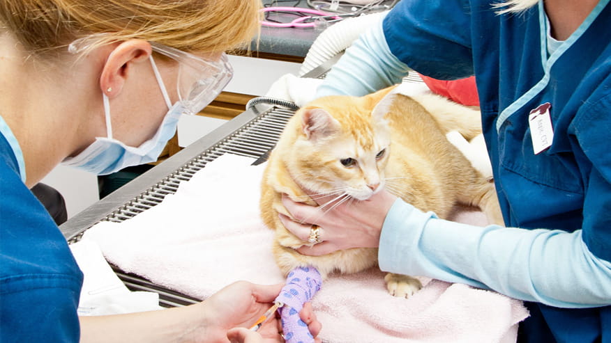 VCA Chanhassen Animal Hospital Specialty Surgery