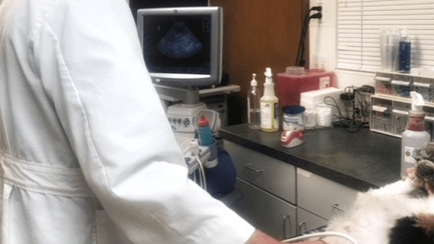 876x493 baring blvd Ultrasound