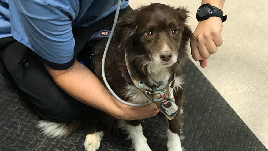 VCA Hualapai Animal Hospital Adult & Senior Wellness