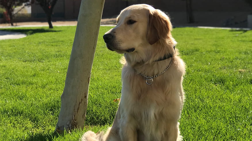VCA Hualapai Animal Hospital Dog Boarding