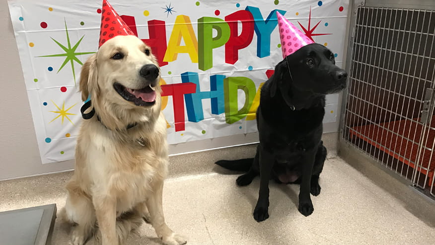 VCA Hualapai Animal Hospital Extended Pet Stay