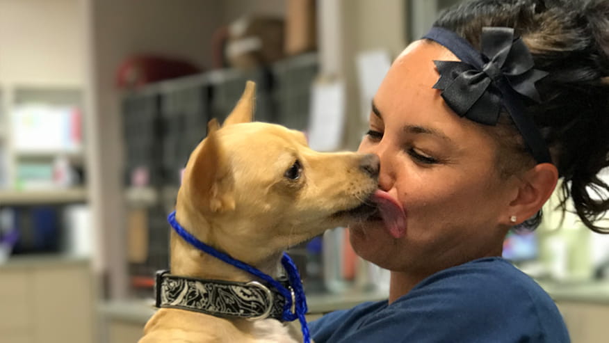 VCA Hualapai Animal Hospital Parasite Control