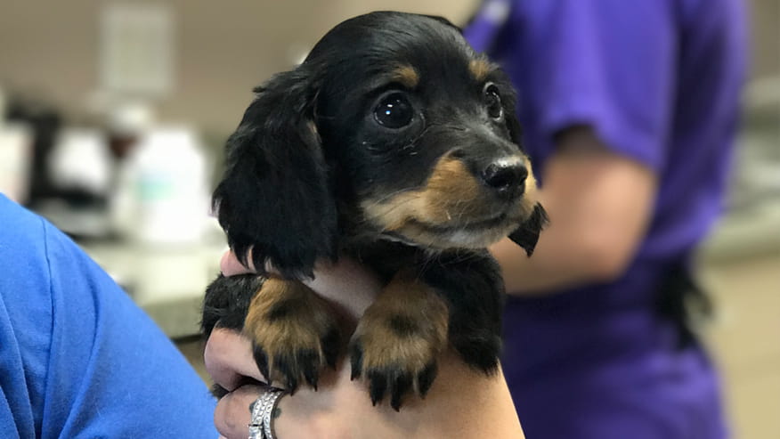 VCA Hualapai Animal Hospital Vaccinations