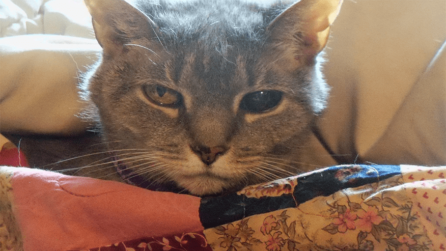 Geriatric Medicine at Lakes Region