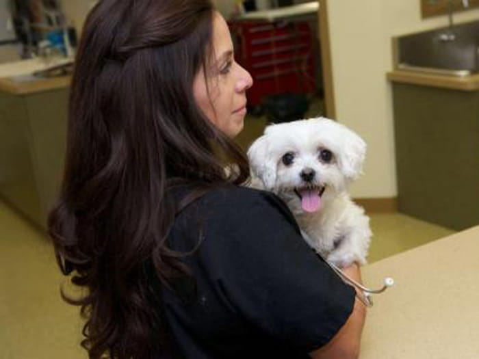 VCA Little Falls Animal Hospital Staff Page