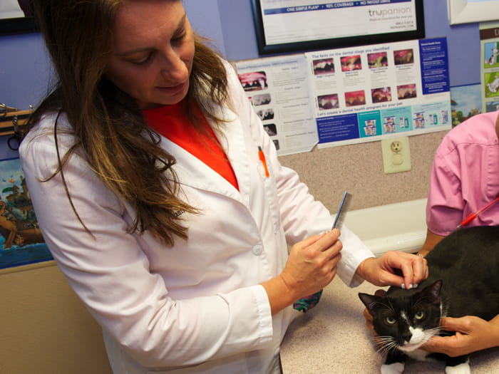 700x525 rutherford Briganti