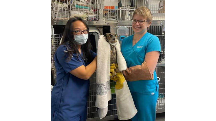 Veterinary staff holding an owl