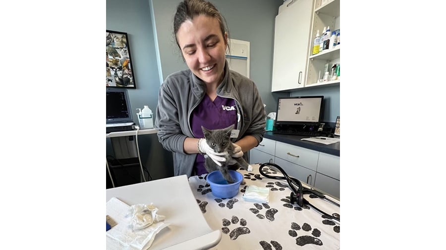 Veterinary staff with gray kitten