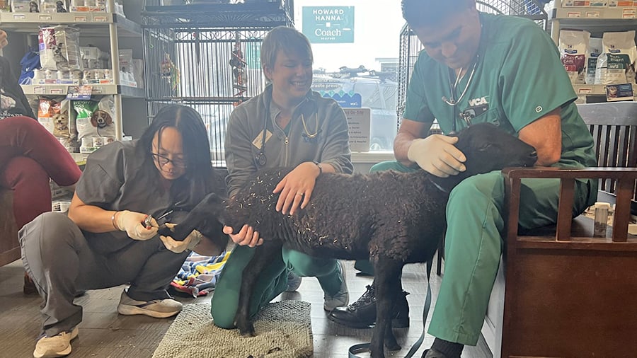 Veterinary staff caring for sheep's hooves