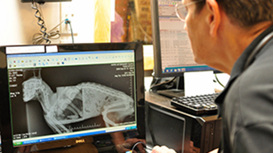 Hope - Digital Radiology