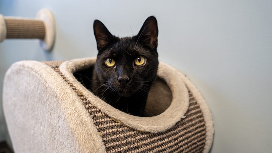 Black cat in cat toy at VCA New Hartford Animal Hospital