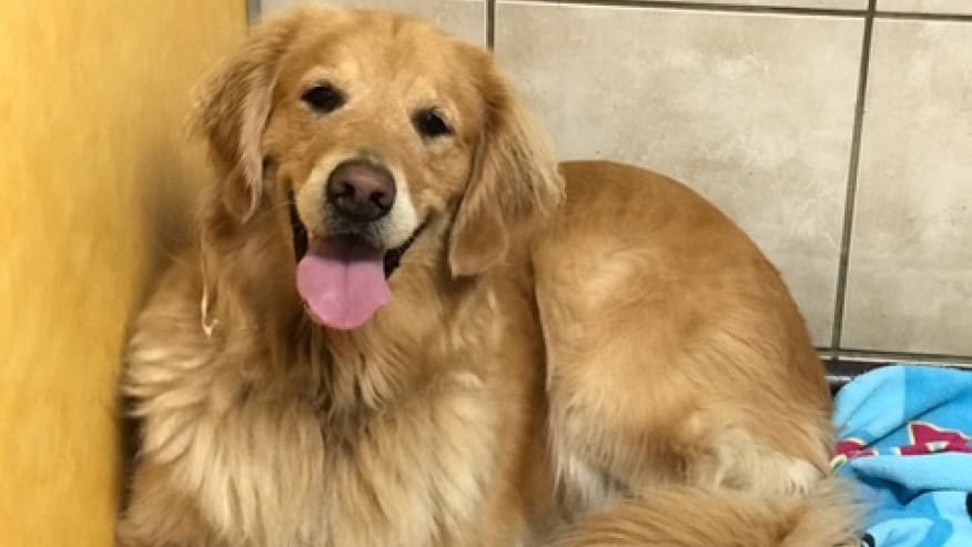 876x493 orange county DogBoarding